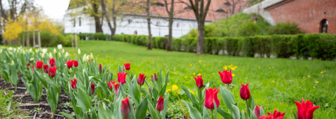 trawnik zielony z czerwonymi tulipanami