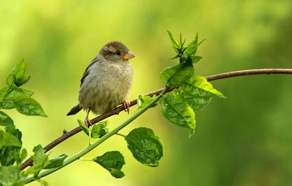 wróbel siedzący na gałązce drzewa, w tle zielona natura